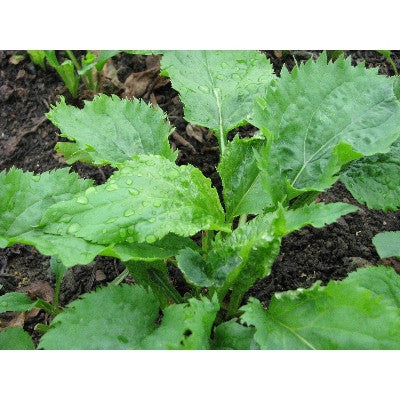 Ulleungdo Specialty Pickled Aster in Soy Sauce (1kg)