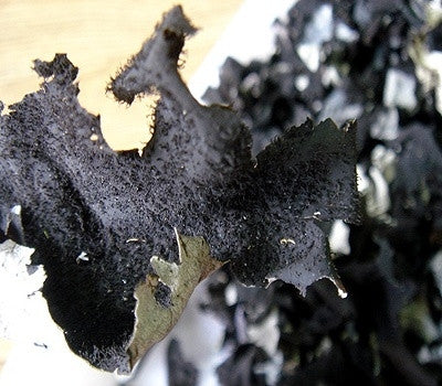Jirisan Alpine Rock Mushroom (100g)