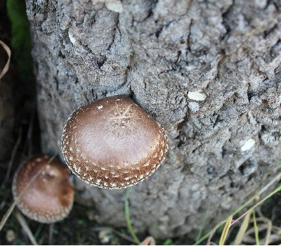 Dried Shiitake Mushrooms - Sliced 80g