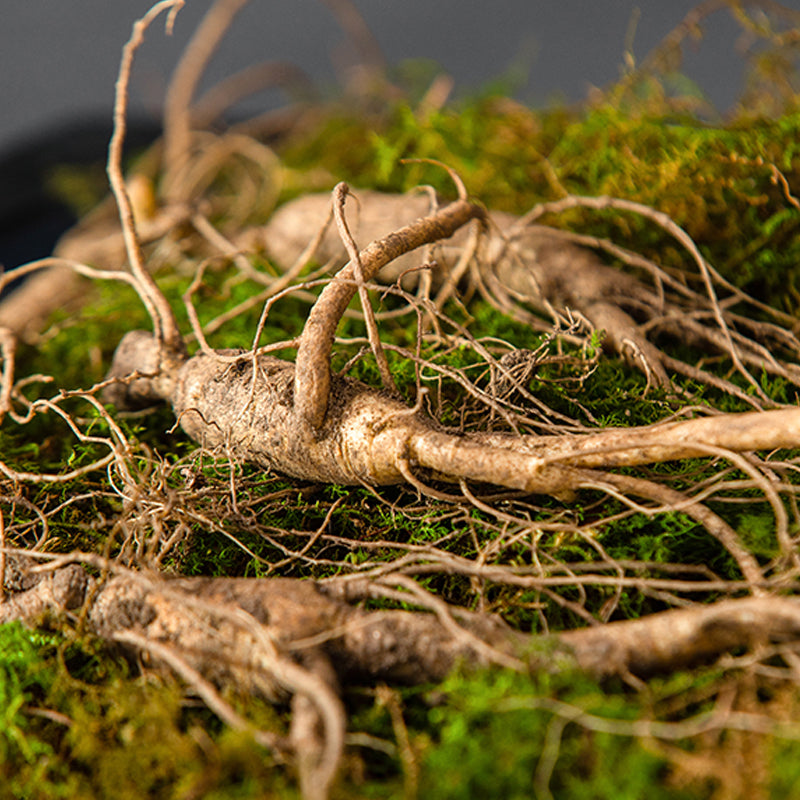 Hwarak Ginseng, 5-Year-Old Dried Wild Ginseng from Pyeongchang, Gangwon-do (Select Option)
