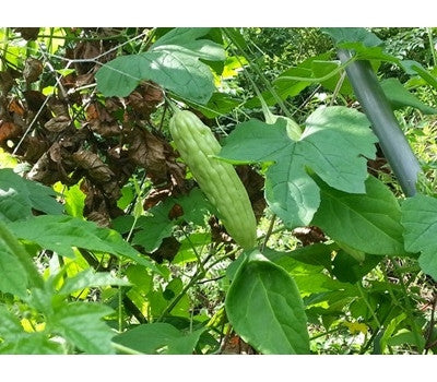 Yeojumani (eco-friendly dried bitter melon)
