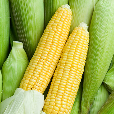 Gangwon-do National Route 7 Glutinous Corn (1 pack of 2) 300g