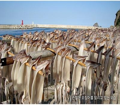 Premium Ulleungdo Squid (10 Count) 800g
