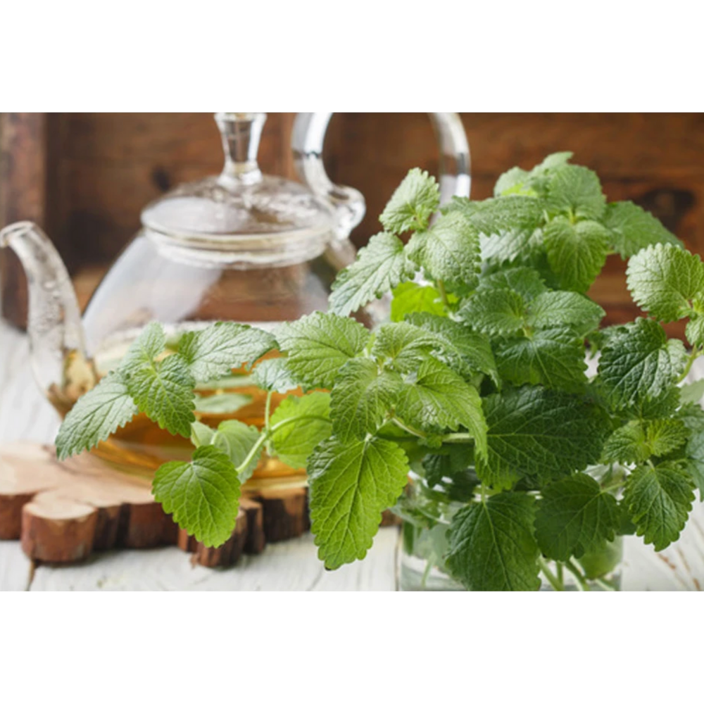 Gangwondo Premium Lemon Balm Extract Powder