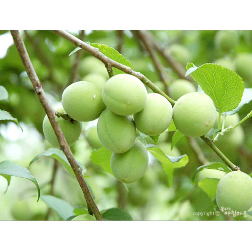 PYEONGWON FARM Korean Plum Extract (Aged 3 years) 1000ml