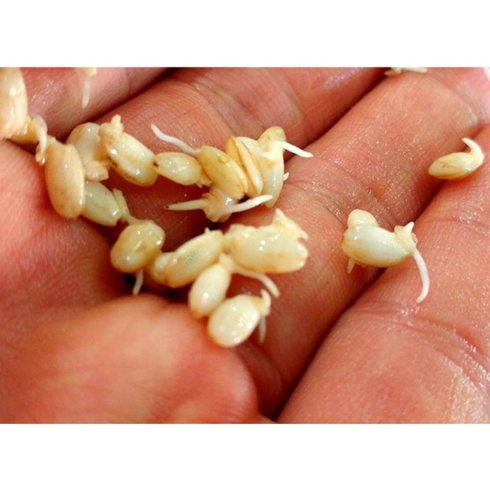Organic Germinated Glutinous Brown Rice (Germination Rate of 90%) 500g