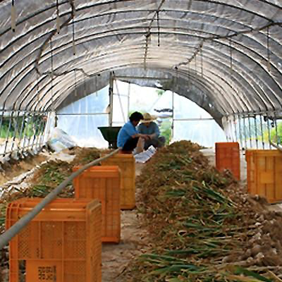 CheongyangGol Soy-Pickled Garlic Stems 500g