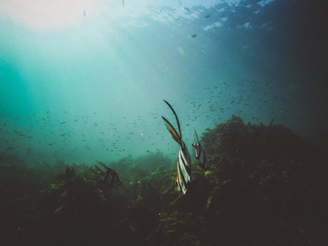 The Marine Meadow