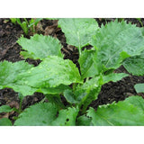 Ulleungdo Specialty Pickled Aster in Soy Sauce (1kg)