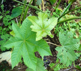 80g castor leaves