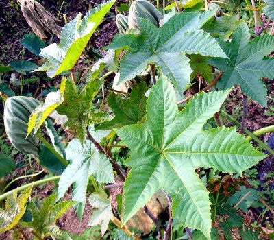 80g castor leaves