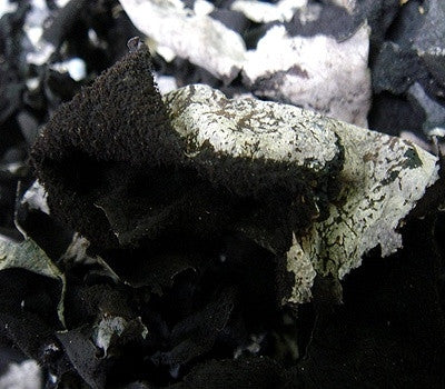 Jirisan Alpine Rock Mushroom (100g)