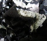 Jirisan Alpine Rock Mushroom (100g)