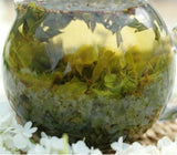 Wild Tea - Akebia Tea 50g