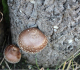 Dried Shiitake Mushrooms - Sliced 80g