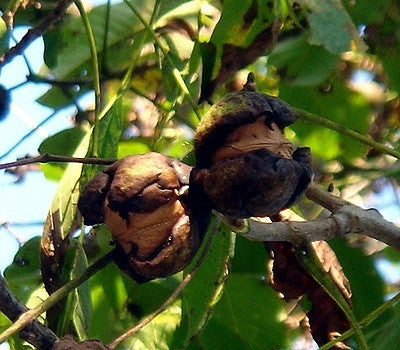 500g of fresh walnuts