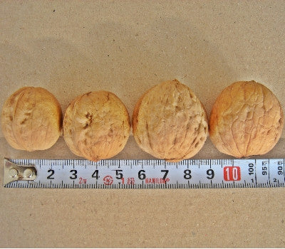 500g of fresh walnuts