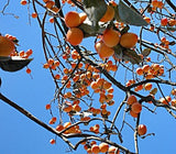 Jirisan Dried Persimmons - 1.5kg/36-40 pieces (Economical Type)