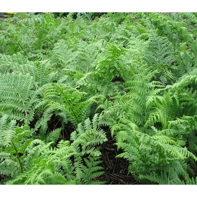 50g of dried fern