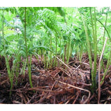 50g of dried fern