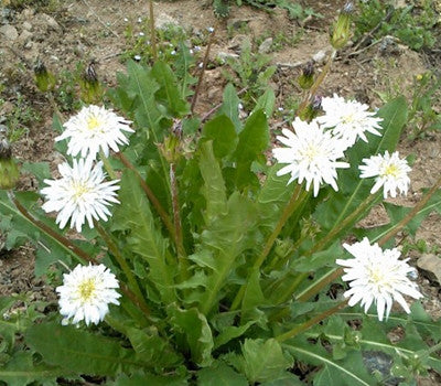 Cheongyanggol Dandelion Pickles 500g