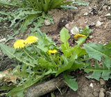 Cheongyanggol Dandelion Pickles 500g