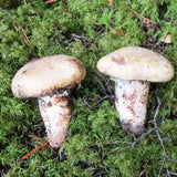 50g of wild Canadian matsutake mushrooms