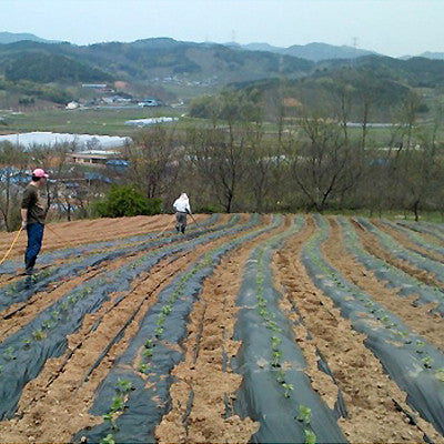 Cheongyanggol Pickled Perilla Leaves 500g