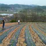 Cheongyanggol Pickled Perilla Leaves 500g