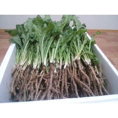 White Dandelion Extract 80ml * 30 packets