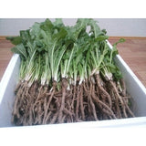 White Dandelion Extract 80ml * 30 packets
