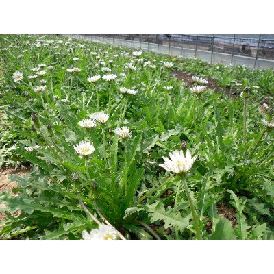 White Dandelion Extract 80ml * 30 packets