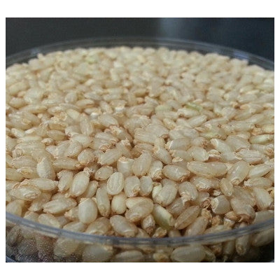 Misilan Organic Sprouted Brown Rice 500g - 2017 Harvest (Milled on 8/9/18)