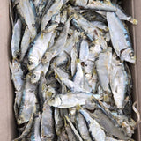 [Free Separate Shipping][Kkotma Fresh] South Coast Ara Fresh Anchovies - Dipori 200g x 3 Boxes Expiration Date: October 31, 2026