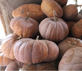 100g dried mature pumpkin