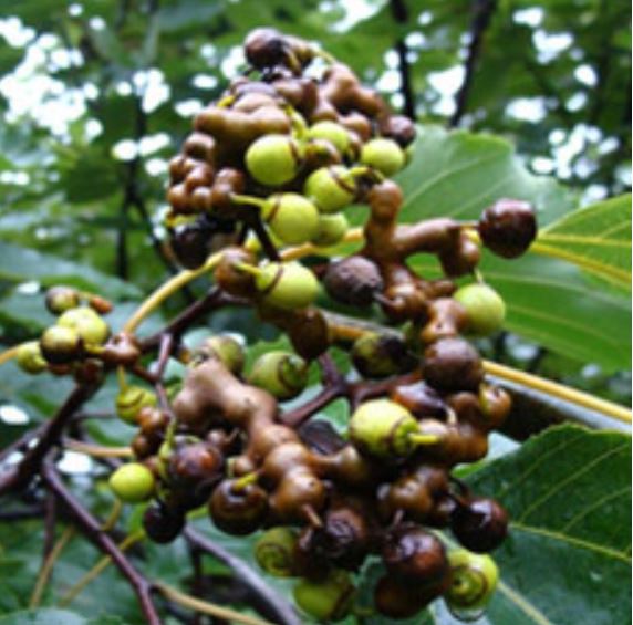Return to Farming Story: Hovenia Dulcis Juice 30 Packs