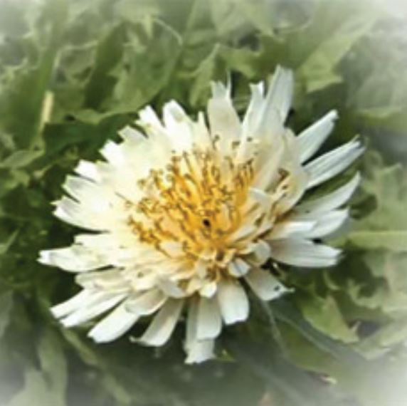 Return to Farming Story: White Dandelion Juice 30 Packs