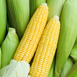 Gangwon-do National Route 7 Glutinous Corn (1 pack of 2) 300g