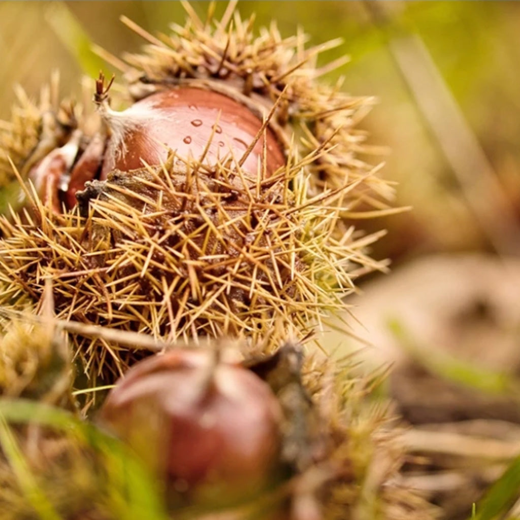 100% Korean Chestnut Altori Roasted Chestnuts x 10 packs