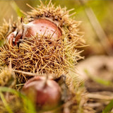 100% Korean Chestnut Altori Roasted Chestnuts x 10 packs