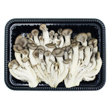[Free Shipping Separately] 6-Variety Korean Mushroom Set (Shiitake, Oyster, Organic Oyster, King Oyster, Pine Mushroom, Enoki)
