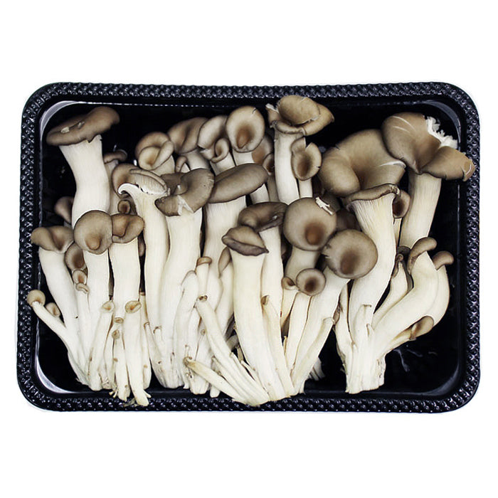[Free Shipping Separately] 6-Variety Korean Mushroom Set (Shiitake, Oyster, Organic Oyster, King Oyster, Pine Mushroom, Enoki)