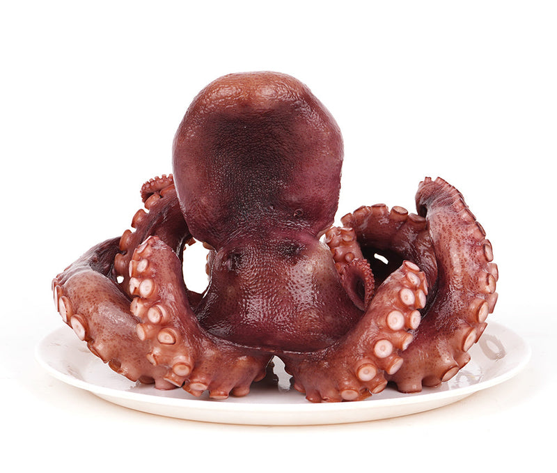 [MILLS EXPRESS] Boiled Whole Wild Stone Octopus (about 1.6kg)