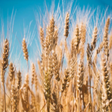 Gangwondo Tok! Tok! Barley Chips (Nurungji) 800g </br> EXP. DATE: 01/02/2023