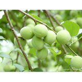 PYEONGWON FARM Korean Plum Extract (Aged 3 years) 1000ml
