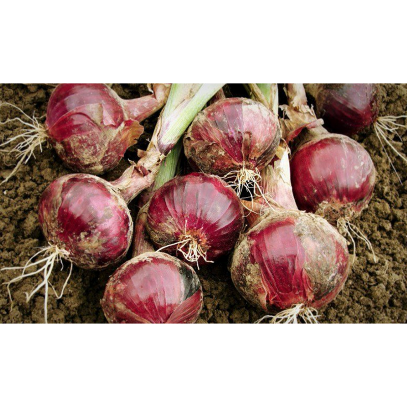 Changnyeong Uponuri Purple Onion Juice 100ml (50 packets)