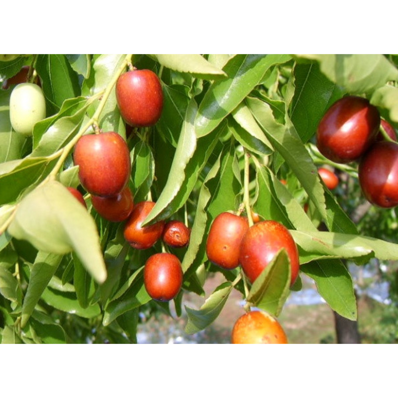Chammat Sliced Jujube Chips 50g x 3 Bags Per Order