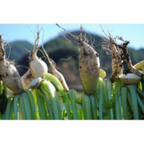 Instant Radish Greens Soup (Siraegi) - Shepherd's Purse 10g (3 Bags)