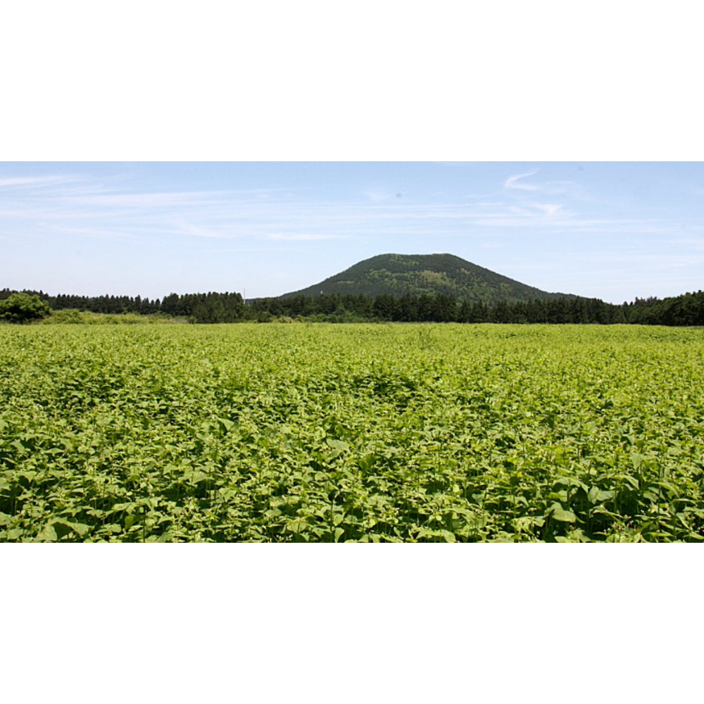 [CLEARANCE SALE] Gangwondo Odaesan Tartary Buckwheat Flour 500g (Exp. Date: 06/15/2021)