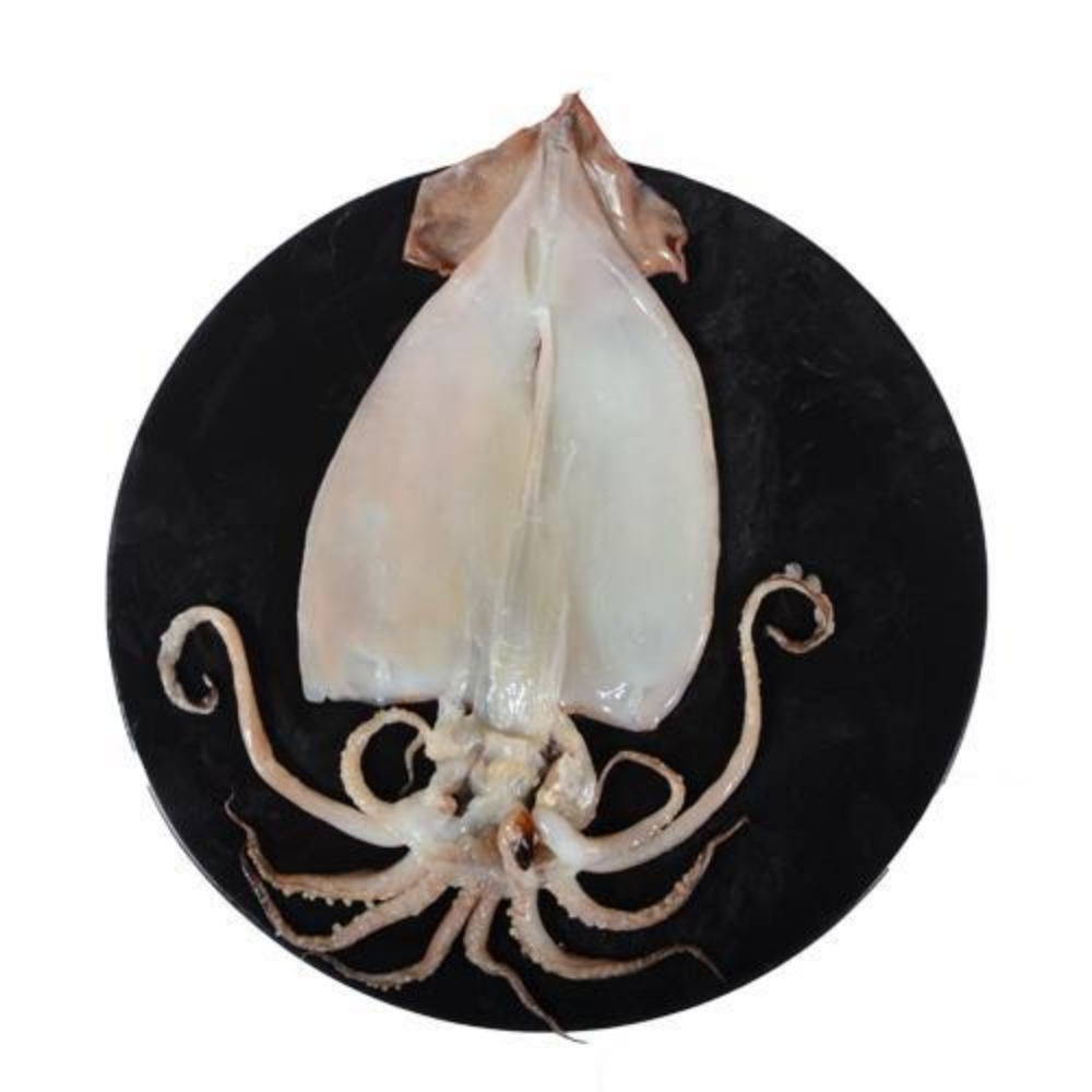 [PRE-ORDER] Korean Semi-Dried Squid 1.3 kg (10 pcs)